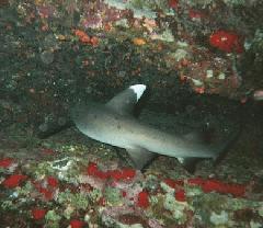 Molokini Whitetip Shark 2.jpg